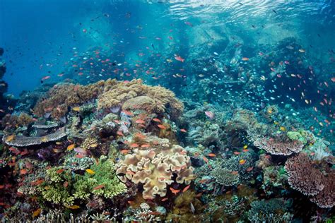 Home Underwater Tribe Bali Scuba Diving Liveaboards Uw Photo