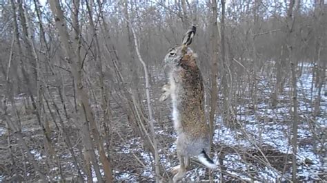 СРАБОТАЛА ПОДЪЕМНАЯ ПЕТЛЯ НА ЗАЙЦА - YouTube