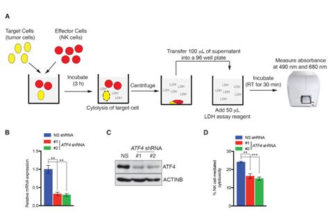 Colorimetric Ldh Activity Based Nk Cell Mediated Cytotoxicity Assay