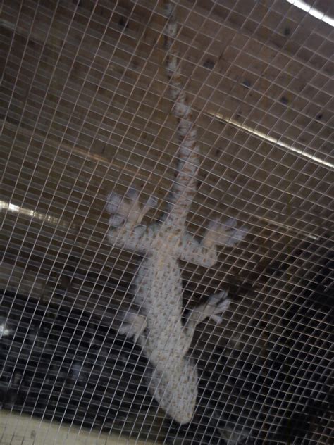 arti mimpi tokek besar 10