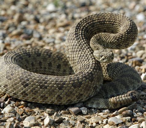 Rattle snake poised | Lone Tree Veterinary Medical Center