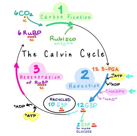 Photosynthesis the Calvin Cycle Full Step by Step - Etsy
