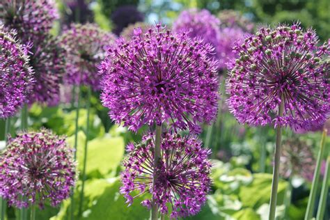 Безплатна снимка : ливада, цвете, лилаво, лято, билка, продукция ...