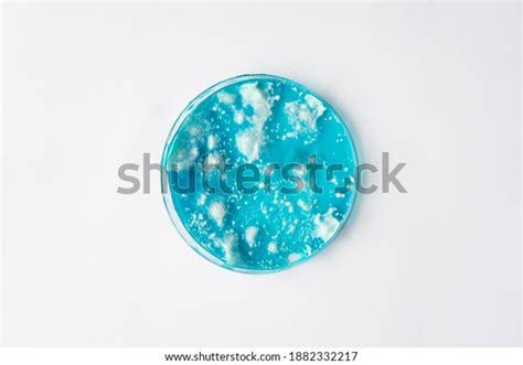 1088 Mycelium Petri Images Stock Photos 3d Objects And Vectors