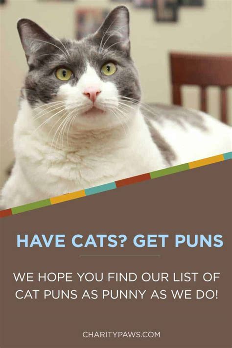 Meow Puns