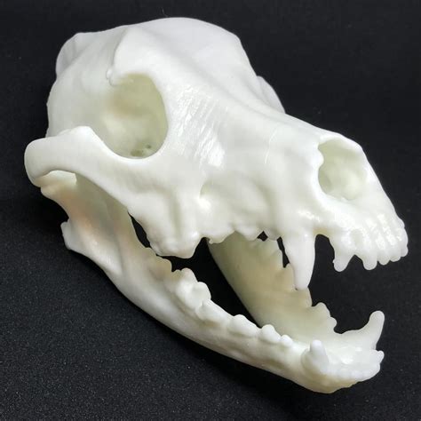 Dolicocephalic Dog Skull | 3D Veterinary Printing