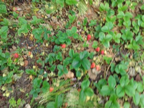 strawberry planting ideas 8