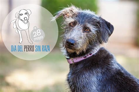 Dia Perros Sin Raza 2016 2copia2 Blog Snau