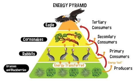 Free Vector | Diagram showing energy pyramid for education