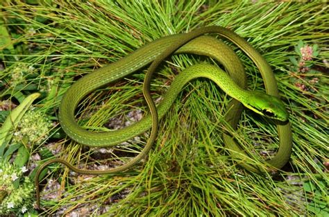 Emerald Snake Hx Fauna Of The Bissagos · Inaturalist