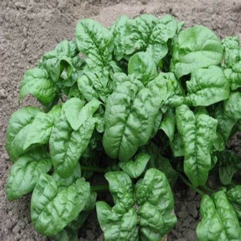 500 Giant Noble Spinach Spinacea Oleracea Vegetable Seeds The