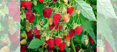 Малиновое дерево купить в Хабаровске | Товары для дома и дачи | Авито