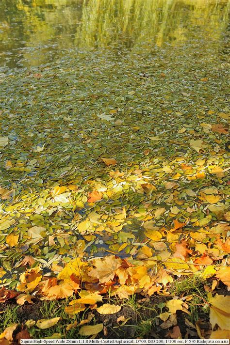 Обзор Sigma 28mm F1.8 | Радожива