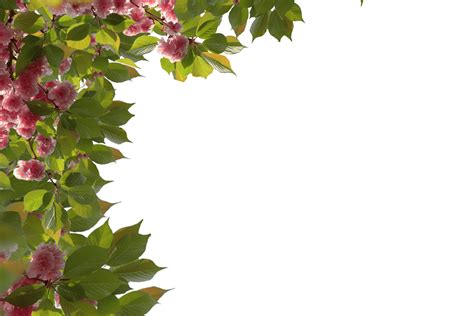 Ветки яблони, фотошоп ПНГ на Прозрачном Фоне • Скачать PNG Ветки яблони ...