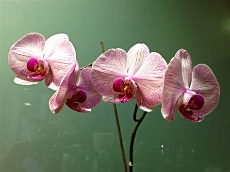 Fondos de pantalla Flores Las flores Orquídeas Orqu deas Orquídea