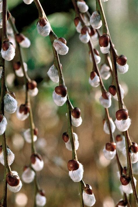 Buy White Pussy Willow FREE SWHIPPING Wilson Bros Gardens Gallon Pot For Sale Online