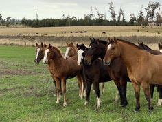 390 Ideias De Viragro Cabanha A Tala Cavalo Crioulo Cavalos Crioulos