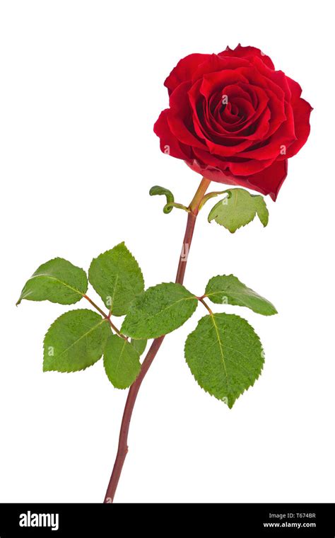 red rose  leaves isolated  white background stock photo alamy