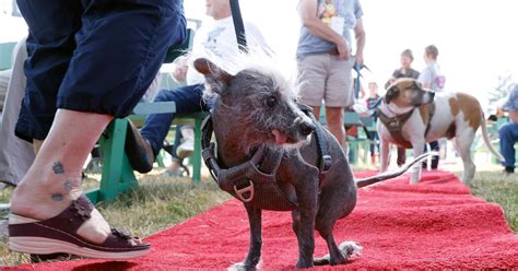 World’s Ugliest Dog Winner Is Crowned - The New York Times