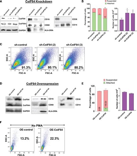 Frontiers Macrophage Differentiation Is Marked By Increased Abundance