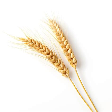 Premium Ai Image Ear Of Wheat Spikelet Closeup Isolated On White