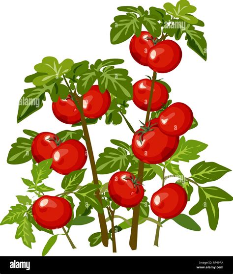 Growth And Ripening Tomato Plants Isolated On White Background