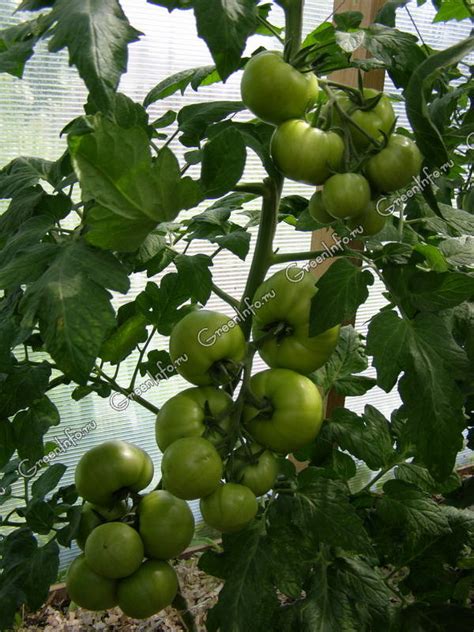 Как повысить урожай томатов путем регулирования развития