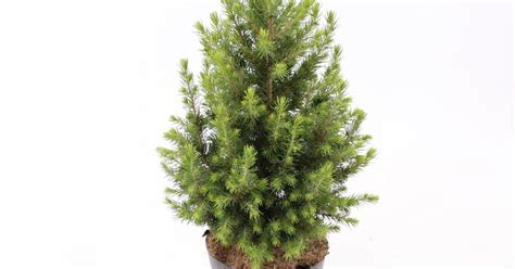 Picea Cukors Vegfeny Kocsis Flora Vir G Web Ruh Z