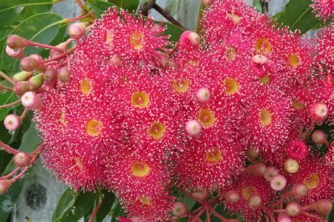 Solve Close Up Of The Red GumTree Flowers Jigsaw Puzzle Online