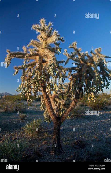 Ajo Arizona Chain Fruit Cholla Cactus In Organ Pipe Cactus National