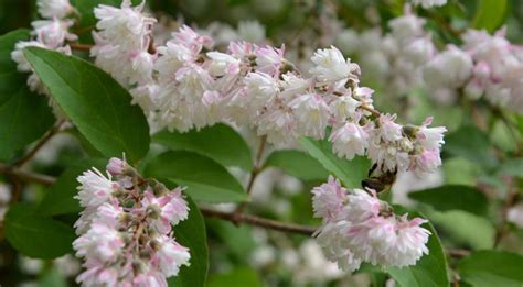 Дейция Посадка И Уход Фото