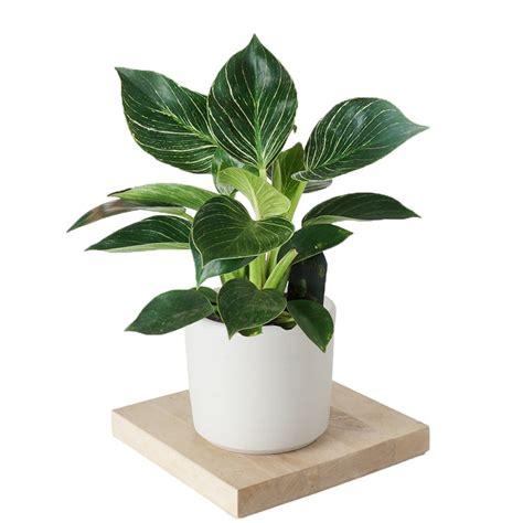 Биркин растение (50 фото)