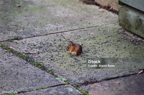 Wood Mouse Stock Photo Download Image Now Animal Themes Animals In