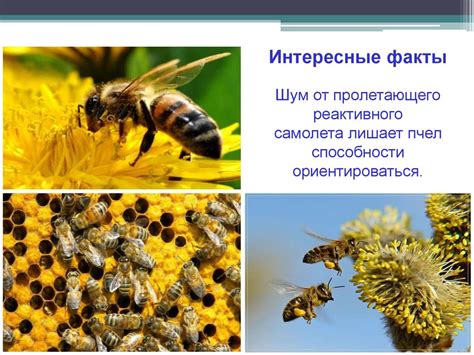 Шумовое загрязнение. Различия шума от звука. Аспекты воздействия шума ...