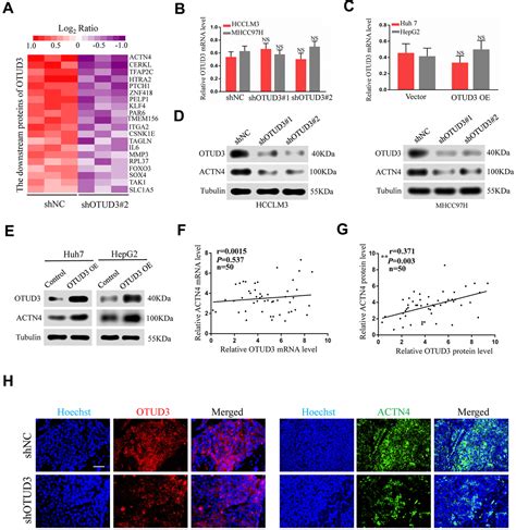 The Deubiquitinase Otud Stabilizes Actn To Drive Growth And