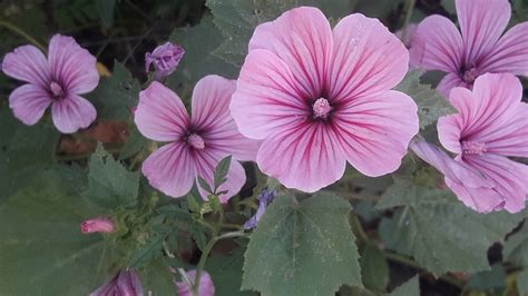 Lavatera Flower Plants - Free photo on Pixabay - Pixabay