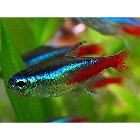 Jual Cardinal Tetraneon Tetra Ikan Hias Aquascape Shopee Indonesia