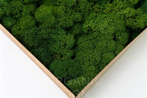 Ягель Мох | Оленячий Мох | Organic Design