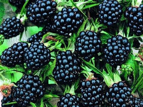 Какие сорта садовой ежевики бывают