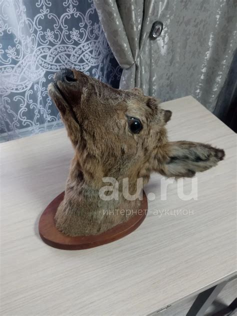 Чучело голова косули — купить в Красноярске. Чучела животных, рога ...