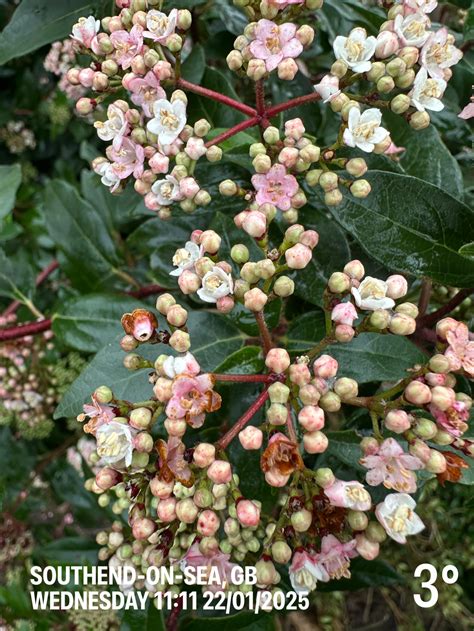 22jan25 – WARREN ELLIS LTD