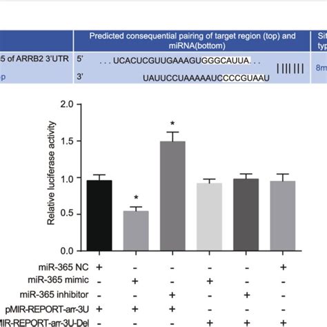 Dual luciferase reporter gene assay illustrating that miR-365 targeted ... 