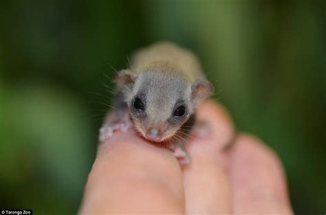 feathertail glider joeys  sydneys taronga zoo