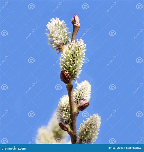 Willow Branch With Pussy Willows Closeup View On Blue Sky Background Stock Photo Image Of