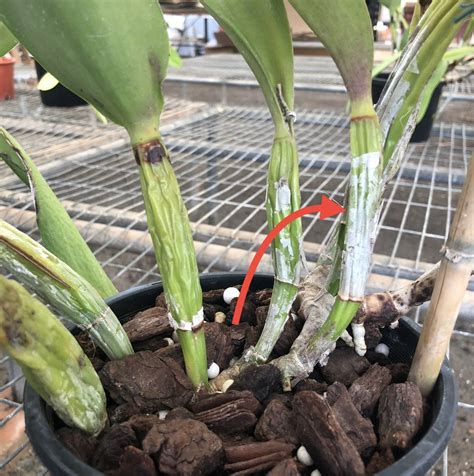Cattleya Orchids Care Guide