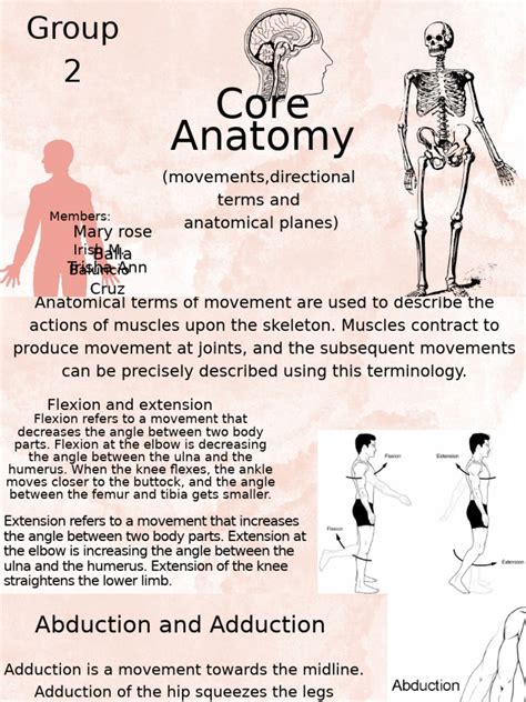 core anatomy movements terms  anatomical terms  motion