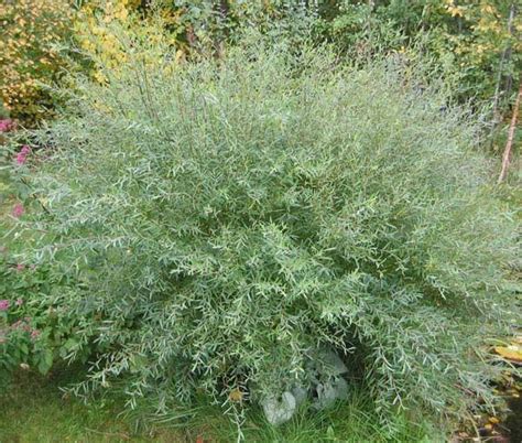 Ива пурпурная 'Nana' Salix purpurea Nana (Gracilis) пурпуреа Грацилис ...