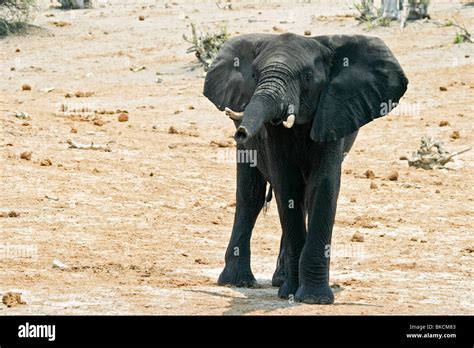 African Elephant Trumpeting Hi Res Stock Photography And Images Alamy