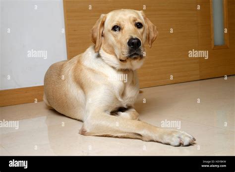 Cute Yellow Labrador Golden Retriever Mix Lying Down At Home Stock
