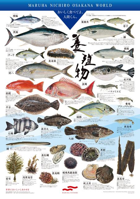お魚ポスター おさかなポスター Syefic